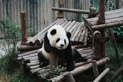 Giant panda in Chengdu