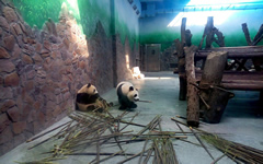 Giant Panda Breeding and Research Base