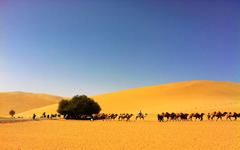 ride on a camel and travel along the desert