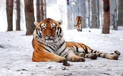 Siberian Tiger Park
