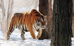 Siberian Tiger Park