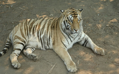Siberian Tiger Park