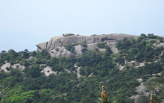 the Turtle on the back of a Crocodile