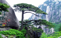 Guest-welcoming Pine