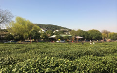 Longjing Tea Plantation