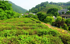Longjing Tea Plantation
