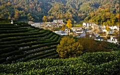 Longjing Tea Plantation