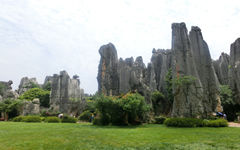 Stone Forest 