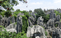 Stone Forest 